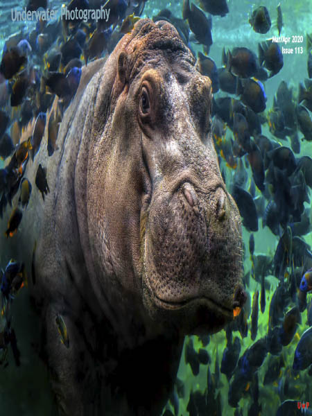 Underwater Photography - March-April 2020